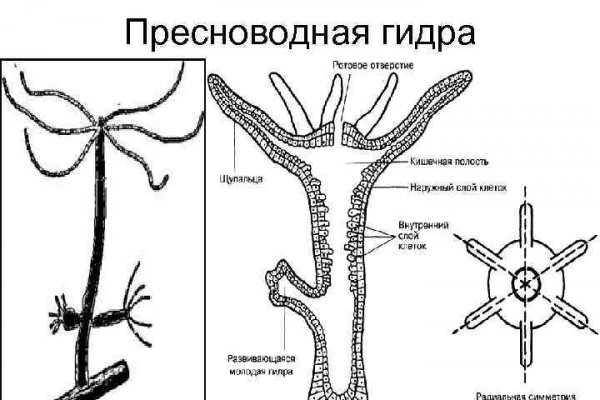 Кракена https krakenruzxpnew4af onionia com